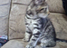Male Tabby kitten