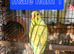 4 budgie chicks available &pound;40 each READ THE ADVERT