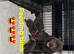 Kc Beautifull Blue Staff Puppies For Sale