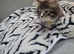 Fluffy mixed female siberian
