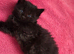 Ragdoll x domestic, 1 Girl available.