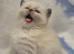 GCCF blue mitted ragdoll boys