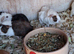 CUTE AND CUDDLY BABY GUINEA PIGS