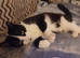 Black and white Cat