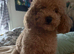Jack-poo puppies