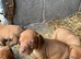 Hungarian Viszla puppies for sale
