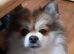 Bear in need of a loving caring new home