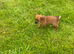 Jack Russell puppies