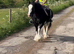 For sale Zafir best pony in world