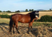 For sale or full loan to move yards with contract in place