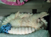 Beautiful KC Regency Samoyed Girl For Sale
