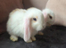 Baby mini lop girls