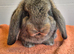 French lop baby Doe