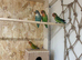 Proven bonded pair of love birds with 5 chicks