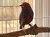 Painted Finches