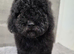 Poodle puppies