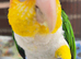 Beautiful white bellied caique