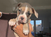 Staffy x Frenchie puppies