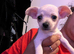 Stunning cutie chihuahua puppies