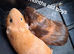 Various rescue guineapigs for sale