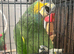 Amazon orange winged parrot