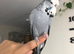 Tame Exhibition Budgie for sale