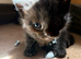 Kittens for sale