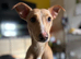 Bull lurcher female