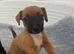 Jack Russel puppies