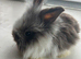 Baby mini lion lop