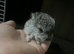 3adorable chinchillas