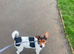 Miniature Jack Russell