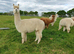 A group of three pretty, easy to handle, female alpacas