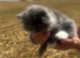 Absolutely stunning extremely fluffy grey and white Persian girl