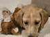 Lovely lurcher puppies