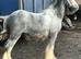 Blue blagdon cob
