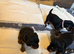patterdale terriers