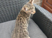 Bengal xx