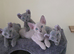 Sphynx Elf Peterbald