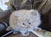 British short haired cross kittens for sale