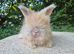 STUNNING MAXI FULL FACE ANGORA BABIES