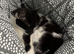 Black and white female cat