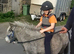 Miniature Spotted mare, reg the BSPSoc.