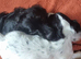 Kc registered cocker pups
