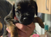 Border terrier puppies