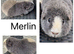 X2 dad and son Guineapigs. Very friendly