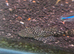 Bristlenose pleco