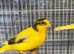 Canary pair for sale