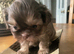 Special quality kc dobie Imperial shih tzu's