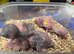 Breeding pair proven kakarakis
